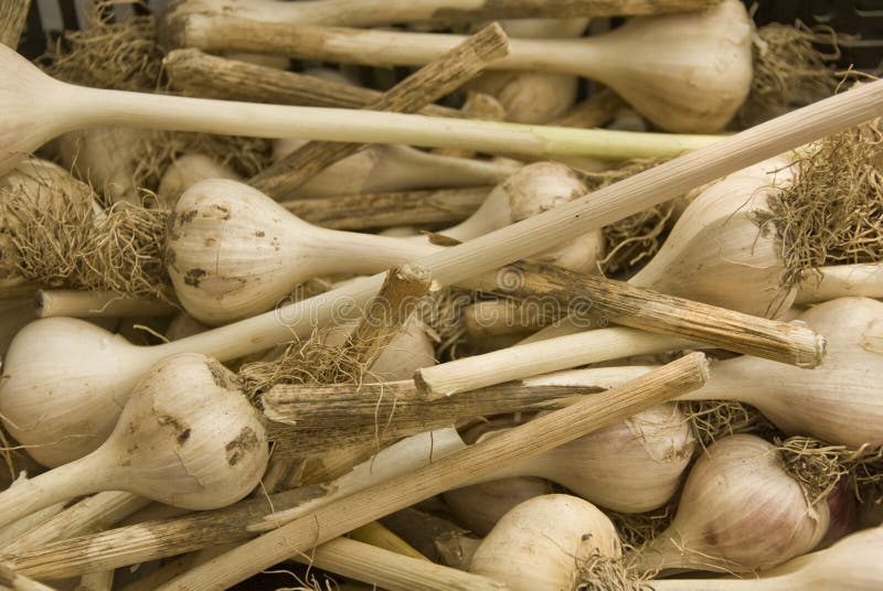 Garlic bulbs stock image. Image of ingredient, food, stems 10445699