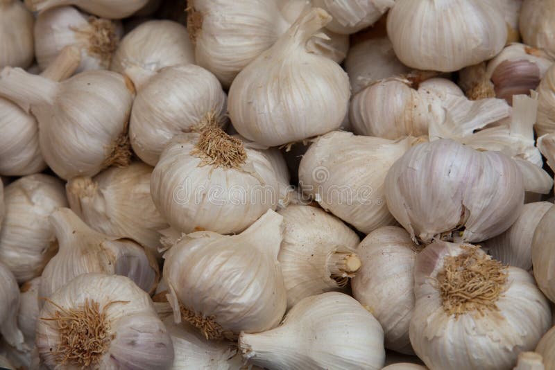 Garlic Bulbs stock image. Image of healthy, cooking, unpeeled 17559211