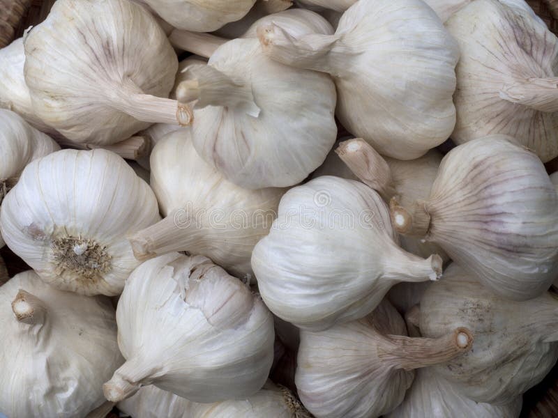 Garlic bulbs stock image. Image of philippines, bulbs 55972459
