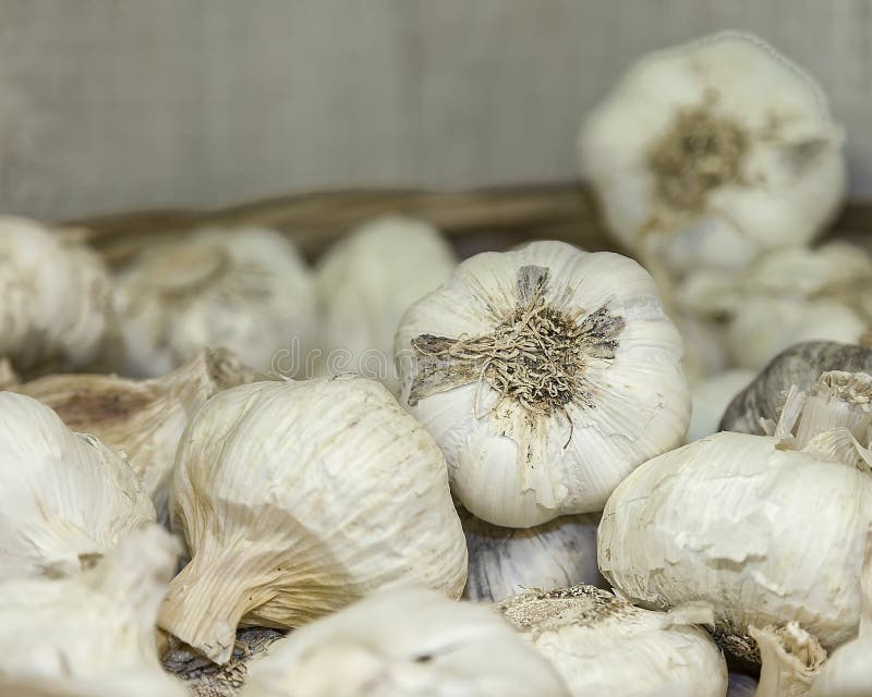 Garlic Bulbs. Closeup. stock photo. Image of isolated 121671298