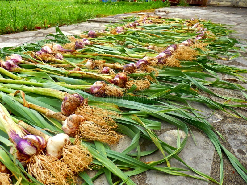 Garlic Bulbs Drying stock image. Image of spicy, condiment 94472803