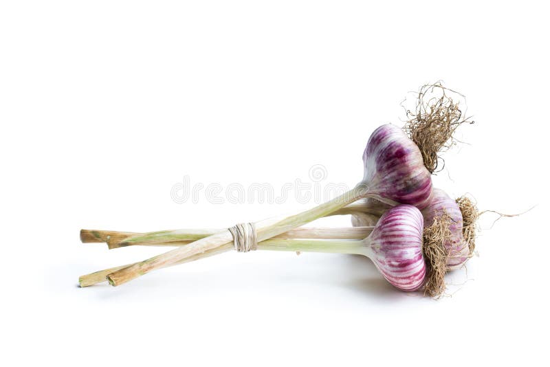 Garlic stem stock photo. Image of vegetables, nature 13608680