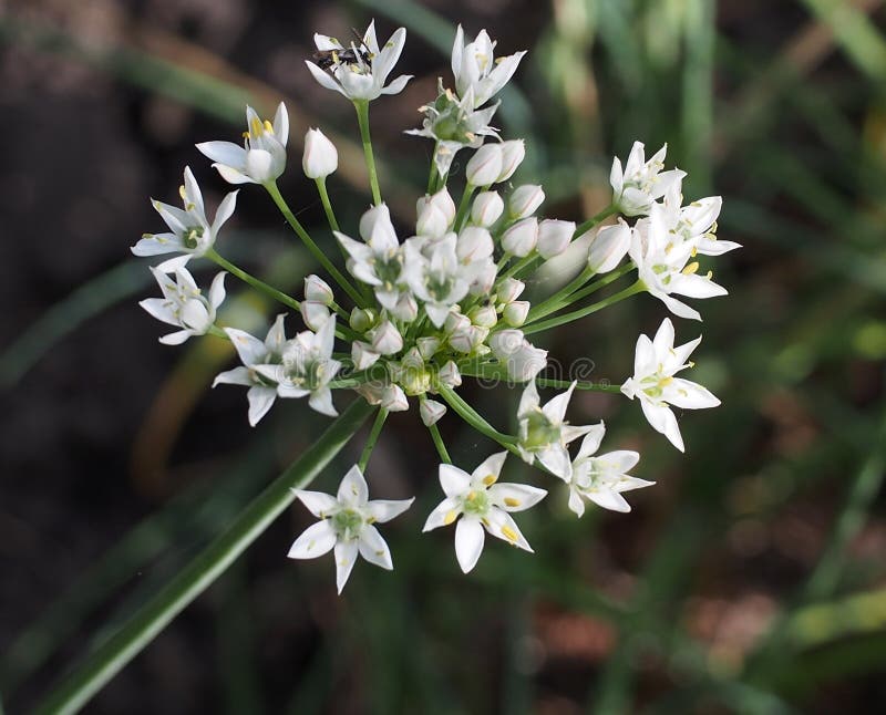 Garlic Chive flower stock photo. Image of garlic, flowers 139185082