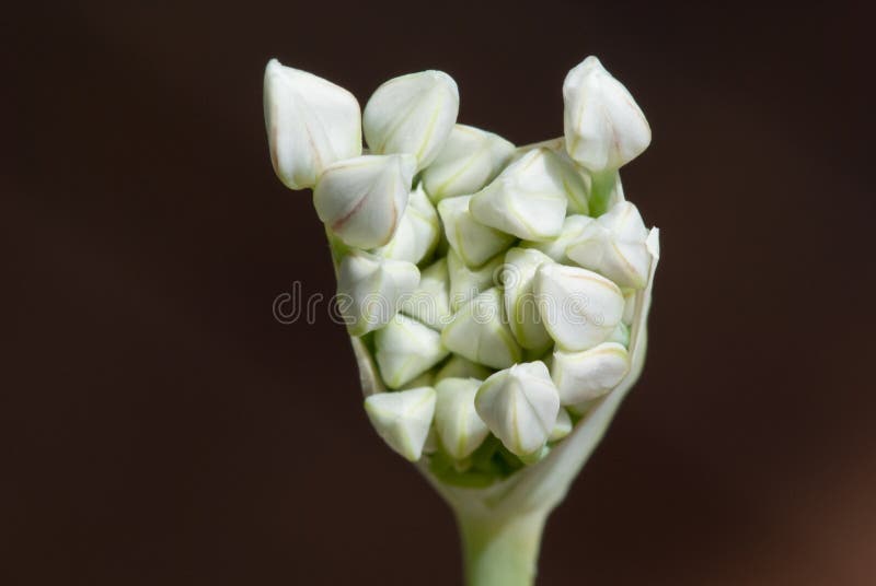 Garlic chives flower bud stock photo. Image of ingredients 68606136