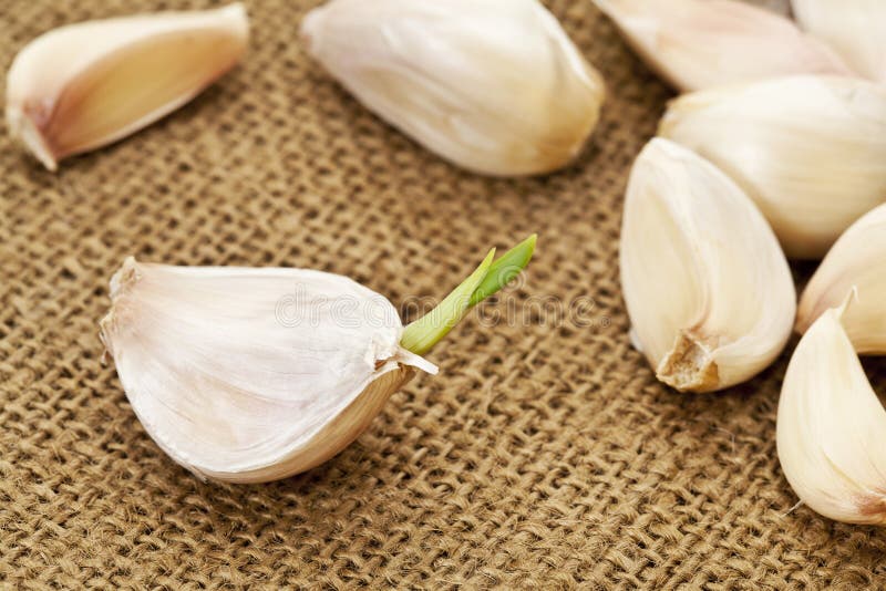 Germinating garlic cloves stock image. Image of skin, green 1808087