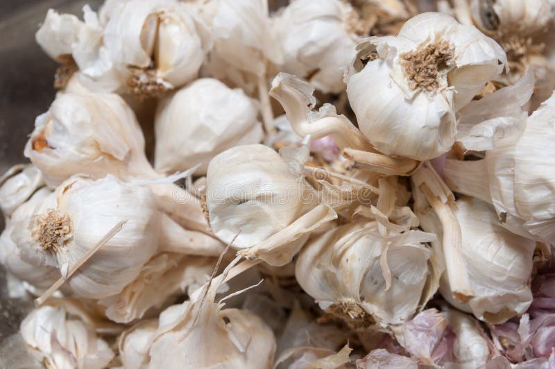 Garlic cloves stock image. Image of nutrition, fresh 34361135