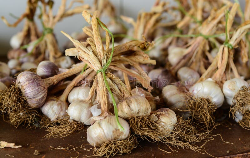 Garlic cloves stock image. Image of color, aromatic, ginger 55747329