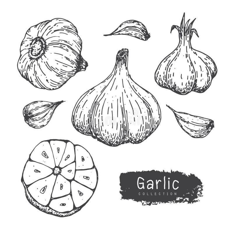 Garlic Collection, Hand Draw Garlic Vector Set iSolated White Background