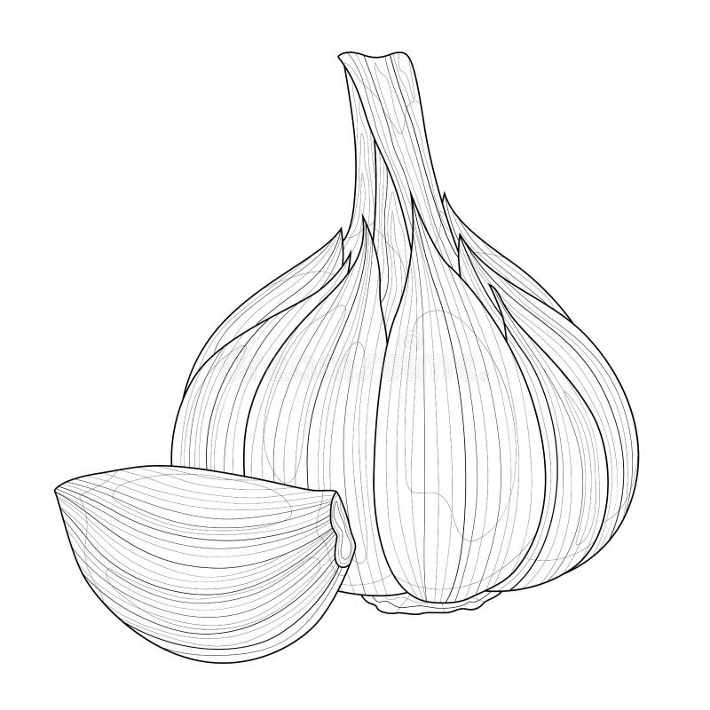 Coloring Pages For Adults Garlic Coloring Pages