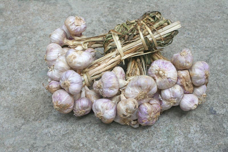 Garlic with Dry Leaf Isolated on White Background Stock Photo Image