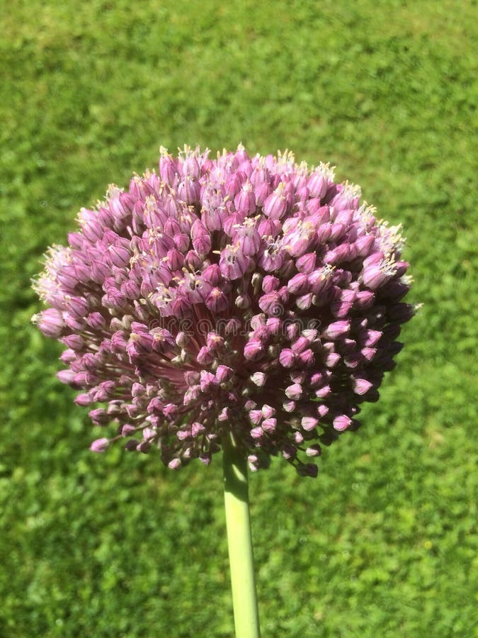 Garlic flower stock image. Image of nature, flower, plant 43397189