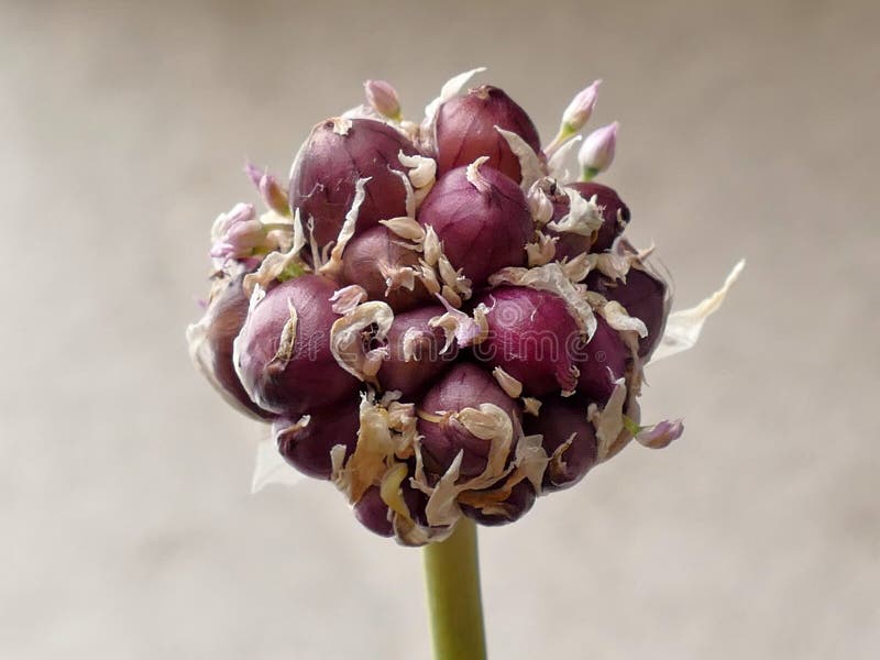 Garlic Flower stock image. Image of bulb, leaves, parachinensis 668969