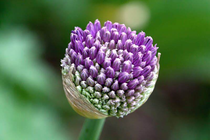 Garlic flower stock image. Image of develop, green, closeup 54097523