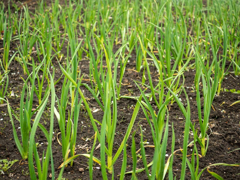 Garlic Grass Growing in the Soil in a Garden Stock Image Image of