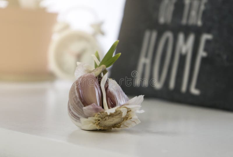 Garlic Growing in a Field in Sicily, Italy in Spring Stock Image