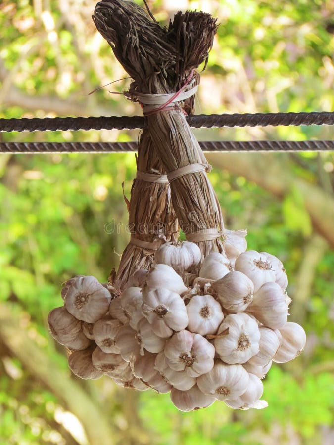 Garlic hanging to dry stock photo. Image of fresh, bulb 87795434