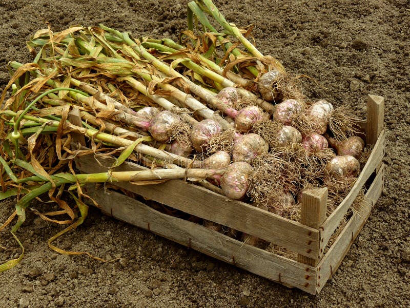 Garlic harvest stock image. Image of home, nutrition 37504945