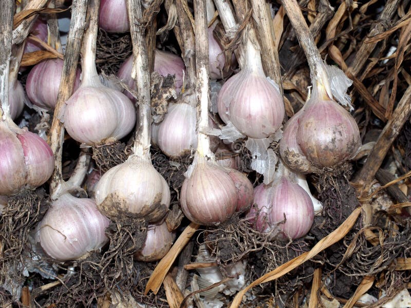 Garlic Harvest stock photo. Image of tasty, bulb, garlic 58006264