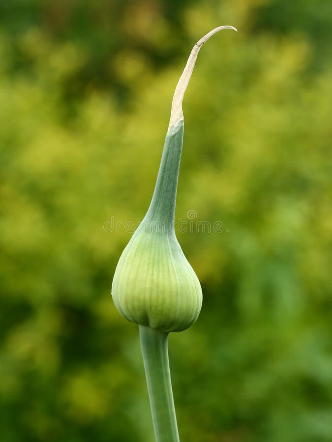 Growing garlic stock photo. Image of dill, summertime 95881344