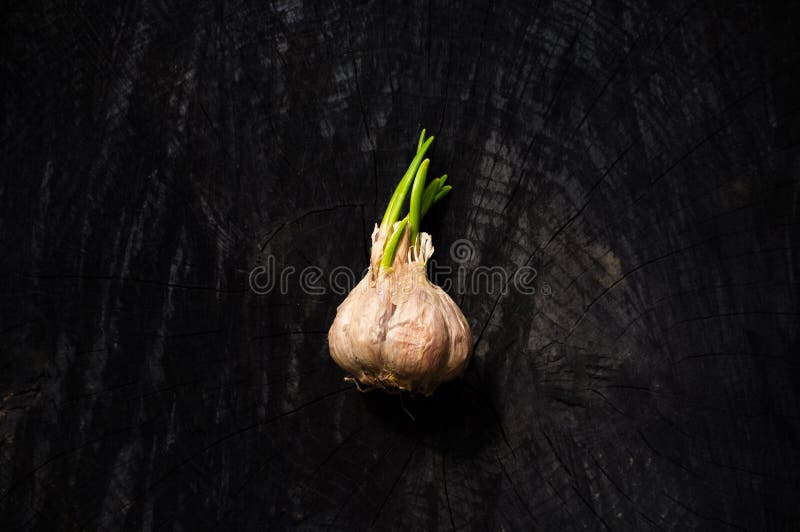 Garlic Head with Green Sprouts Stock Image Image of people, grow 53579871