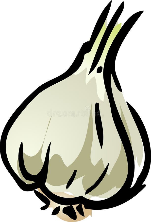 Garlic Illustration Stock Photos - Image: 7003873
