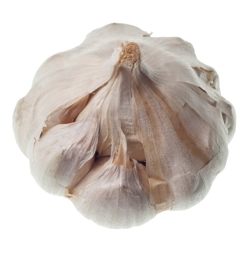 Garlic isolated stock photography