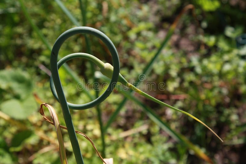Garlic stock image. Image of kitchen, blossom, eating 77453955