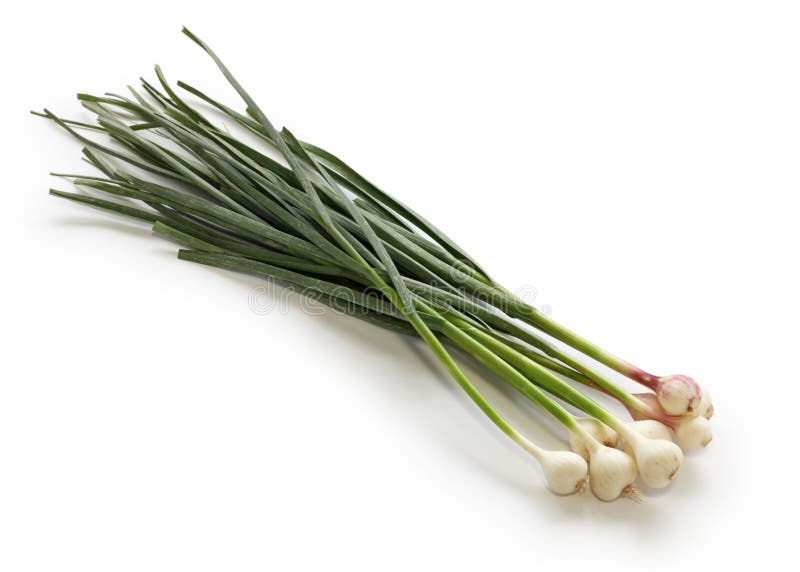 Garlic leaves stock photo. Image of ingredient, chinese 30377560