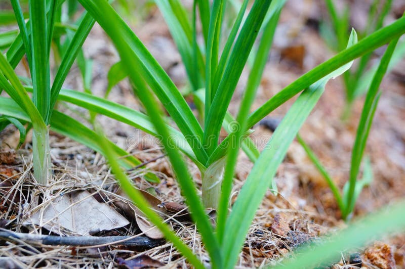 Garlic leaves stock photo. Image of land, agriculture 48298712