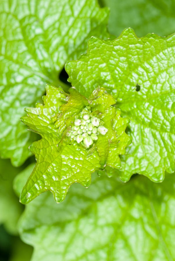 Garlic Mustard with Flower Buds Stock Image Image of herb, flower
