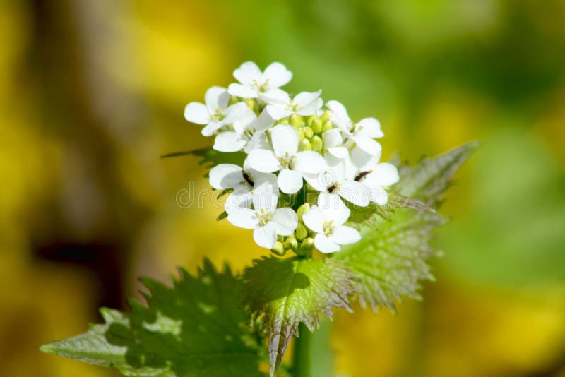 Garlic Mustard Flowers in Bloom Closeup View with Green Leaves in