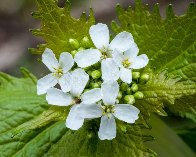 Garlic Mustard Weed Flower stock photo. Image of pest 70750242