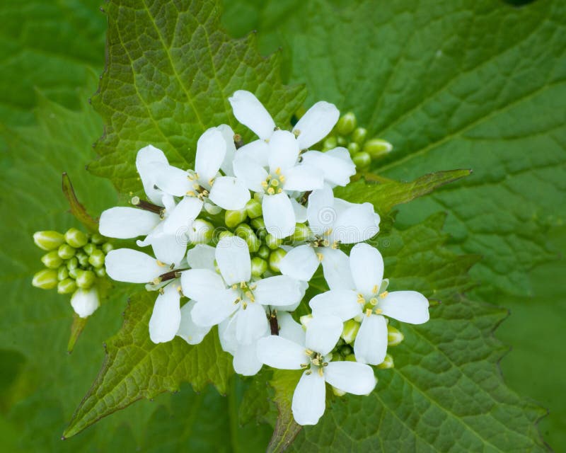 Garlic Mustard Weed Flower stock photo. Image of spring 71373328