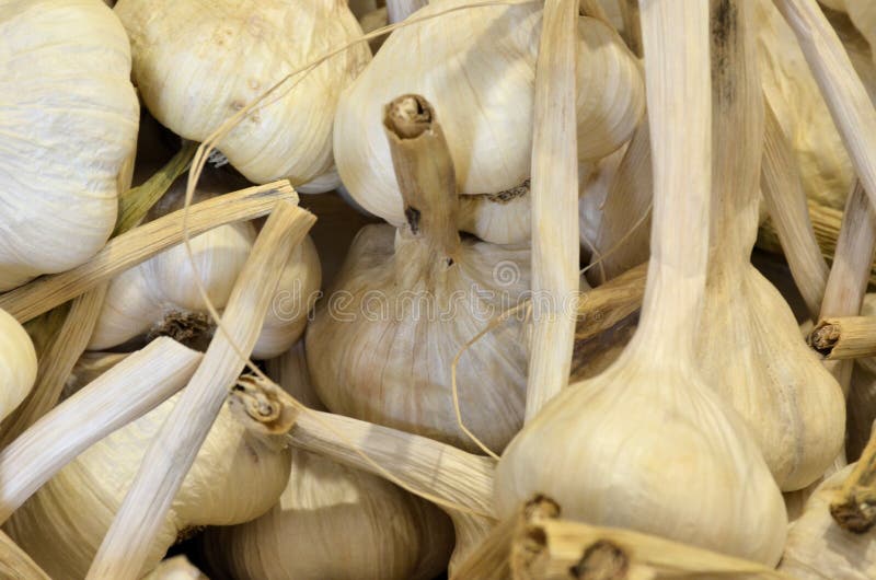Garlic stock image. Image of cheese, nature, natural 77882823