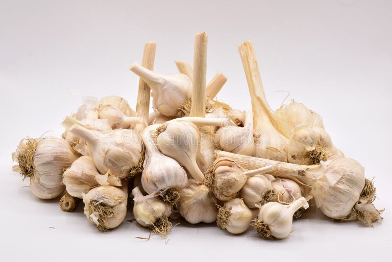 Garlic in a Pile on White stock photo. Image of nutrition 107090724