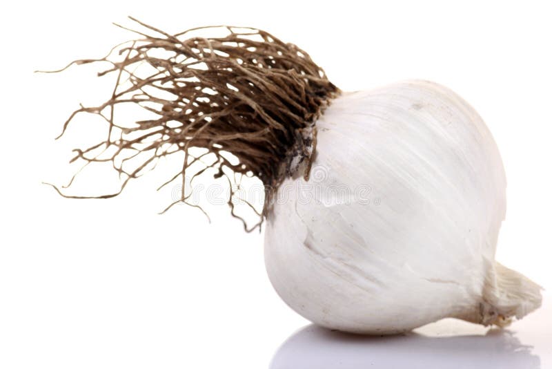 Garlic pod stock image. Image of taste, white, ingredient 54826737