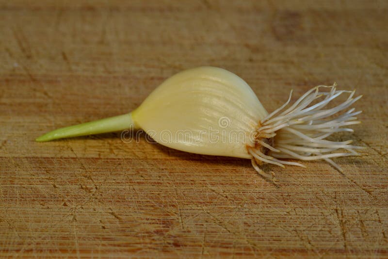 Garlic with Roots and Shoot, Ready for Planting Stock Photo Image of