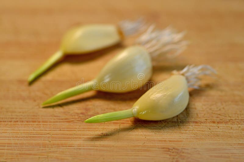 Garlic with Roots and Shoot, Ready for Planting Stock Image Image of