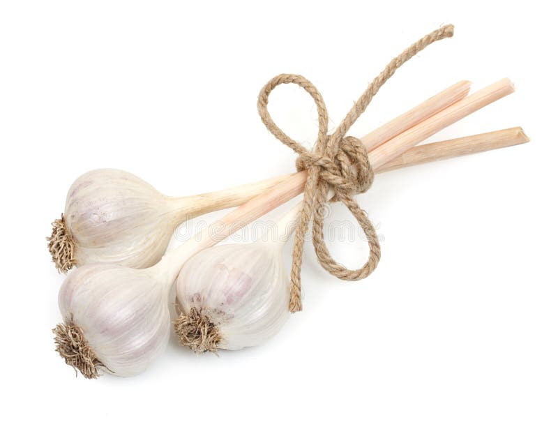 Garlic with a Rope Isolated on a White Stock Image Image of flavor