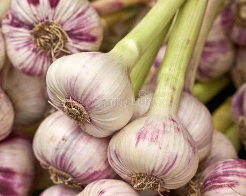 Garlic for Sale stock photo. Image of cook, market, cooking 27820896