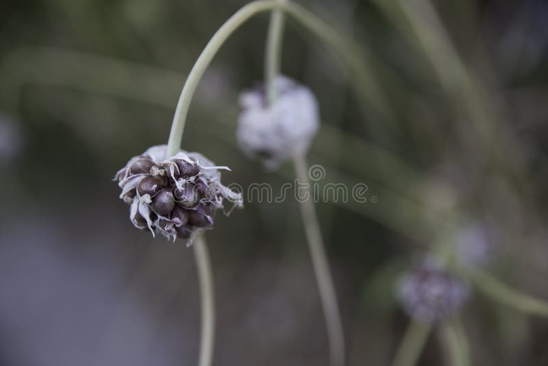 Garlic seed pod stock photo. Image of harvest, wind, seed 79472634
