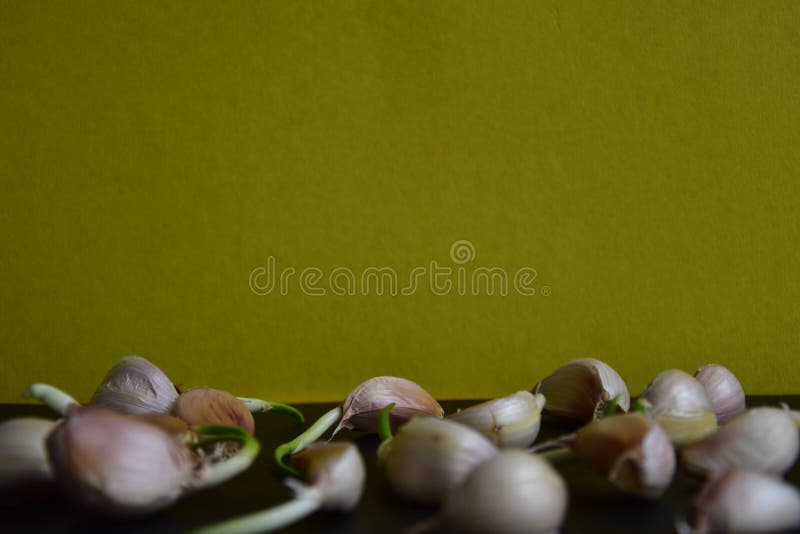 Garlic with Sharp Taste and Strong Specific Smell Stock Image Image