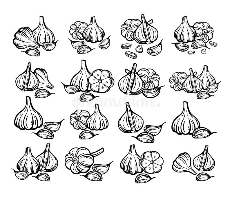 Garlic Sketch. Hand Drawn Garlic Set Stock Illustration Illustration of cartoon, diet 204287760