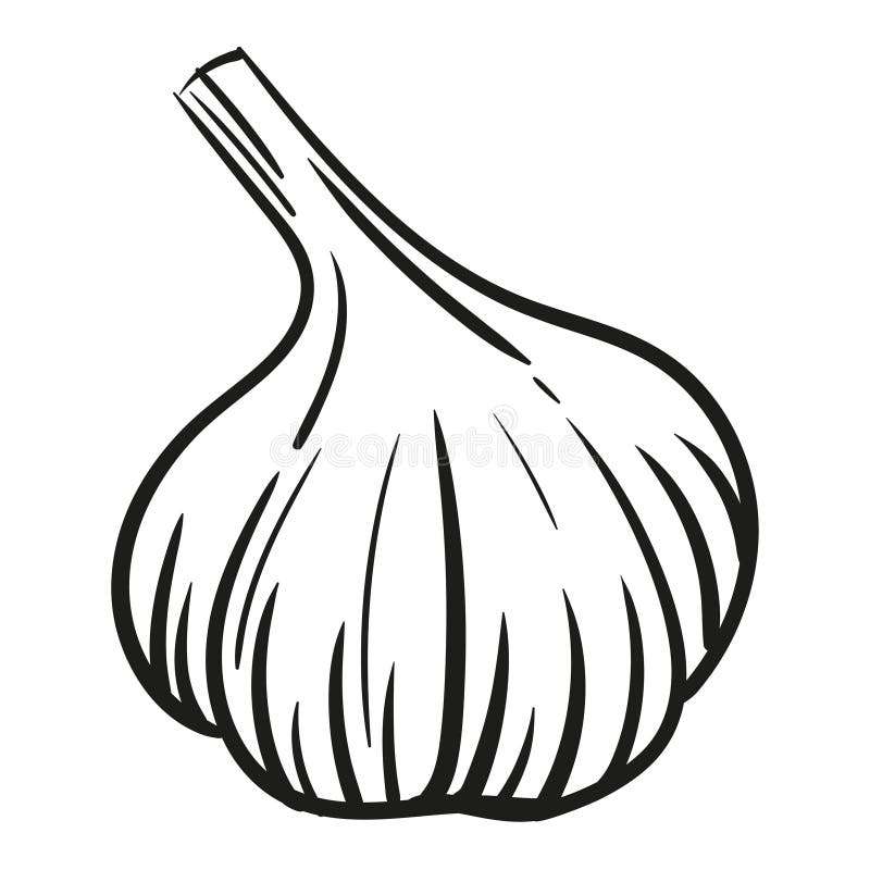 Garlic - vector illustration in sketch style. Head of garlic, cloves, cloves, bunch, cut garlic. Linear black and white