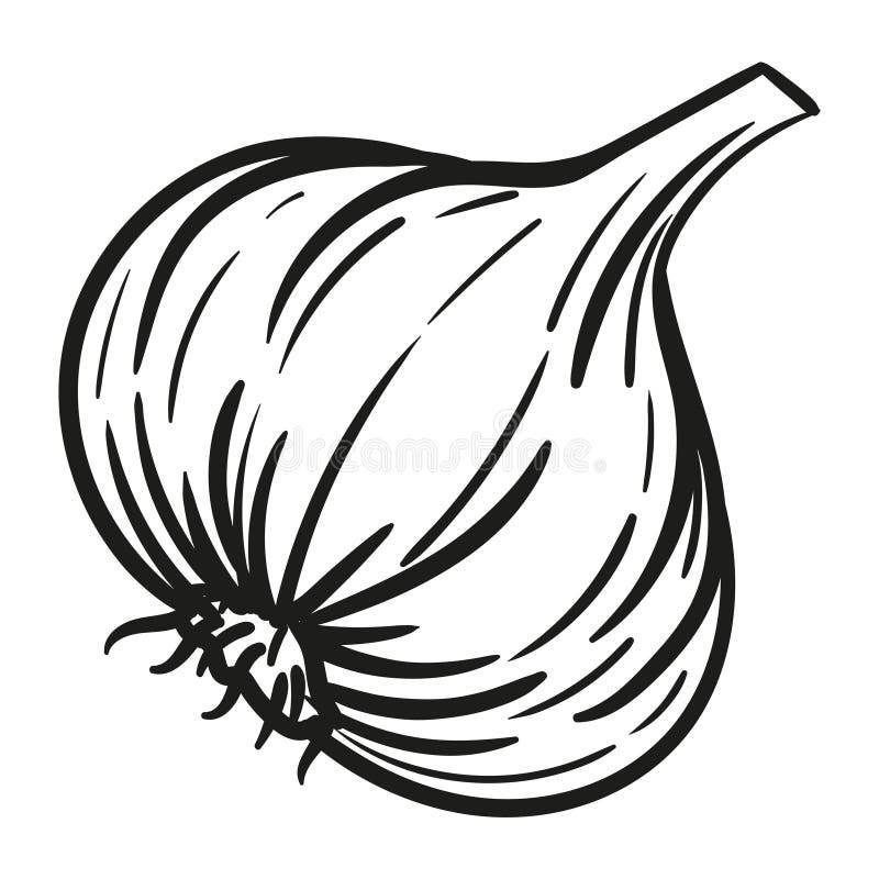 Garlic - vector illustration in sketch style. Head of garlic, cloves, cloves, bunch, cut garlic. Linear black and white