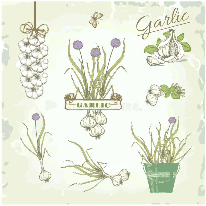 Garlic vegetables, herb, plant