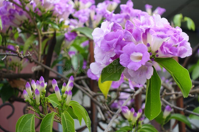 Garlic vine blooming stock photo. Image of floral, beautiful 69545668