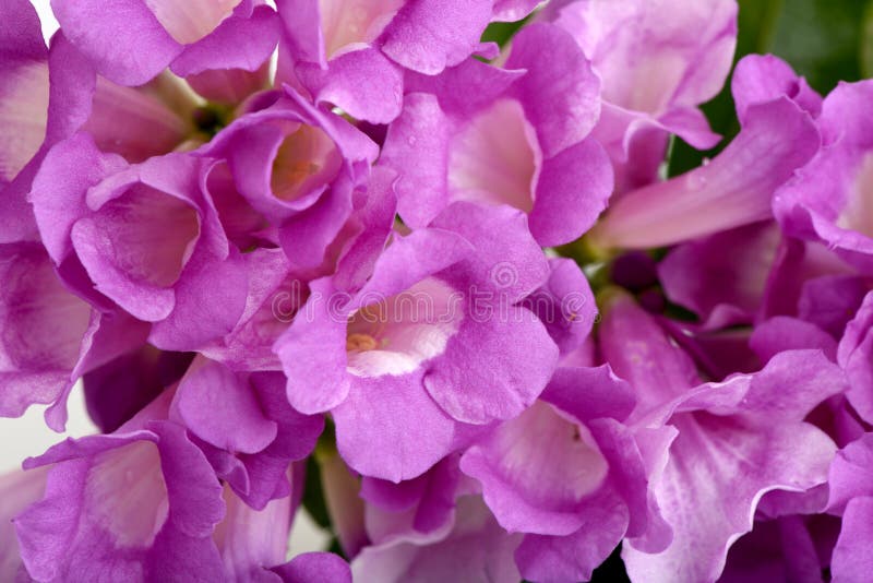 Garlic Vine, Flowers on a White Background. Stock Image Image of