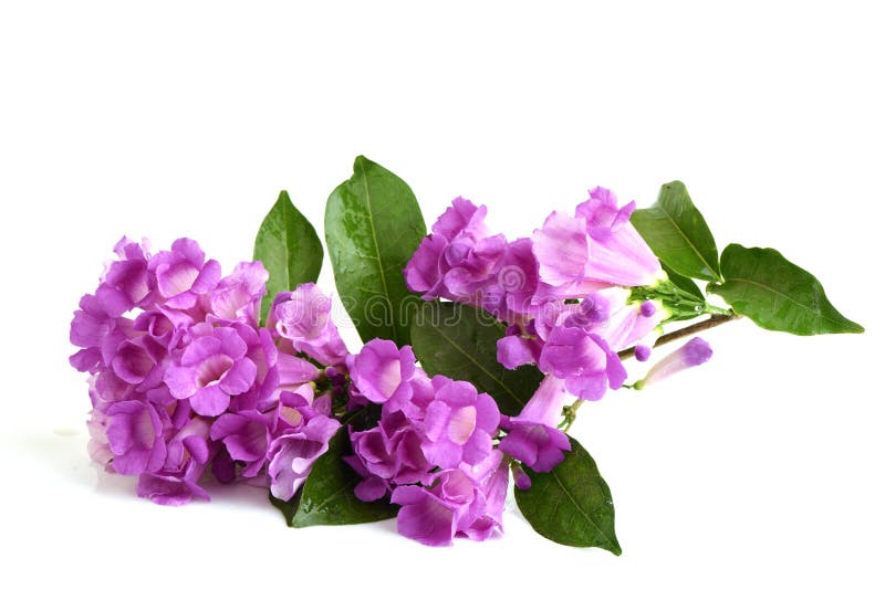 203 Garlic Vine Flowers Stock Photos Free & RoyaltyFree Stock Photos