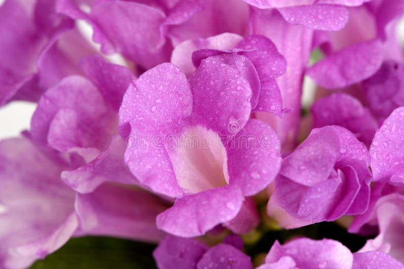 Garlic vine, flowers. stock image. Image of flowers, properties 83963367